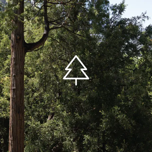 Tree icon overlayed on forest in background