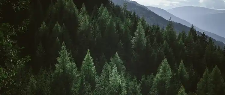 A cascading forest of trees