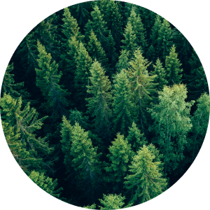 Evergreen tree forest