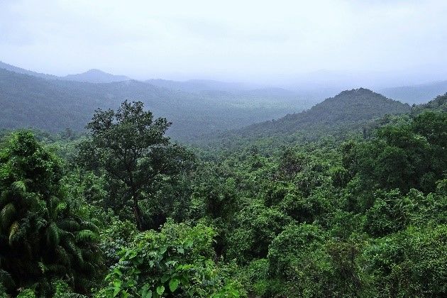 ipe decking rain forest deforestation
