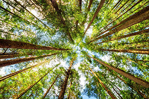trees Bottom view of tall old trees in evergreen primeval forest of Jiuzhaigou nature reserve (Jiuzhai Valley National Park), Sichuan province, China. Blue sky in background.; Shutterstock ID 373194346