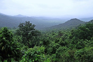 overhead view of rainforest