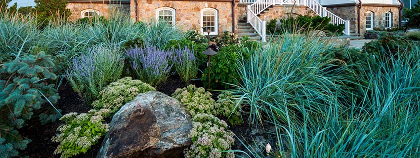 Choose low-maintenance plants for your big backyard
