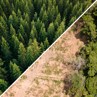 Composite image of a lush forest and one devastated by deforestation