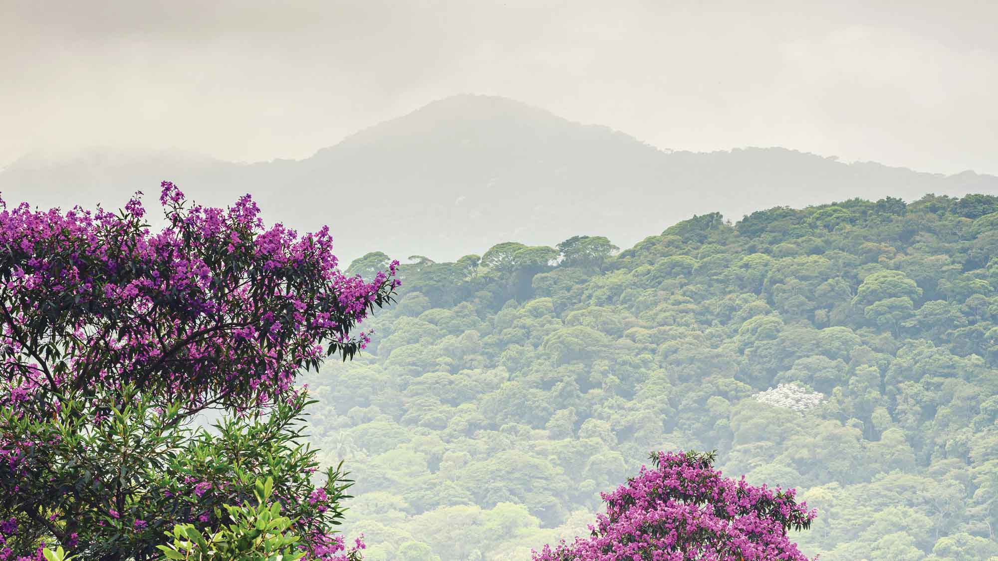 Green forest and pink flowering trees with a misty mountain in the background