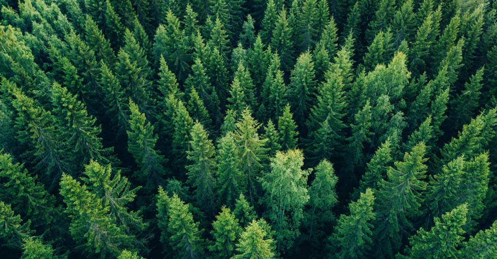 Aerial shot of an evergreen tree forest